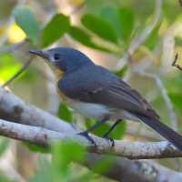 Broad-billed Flycatcher